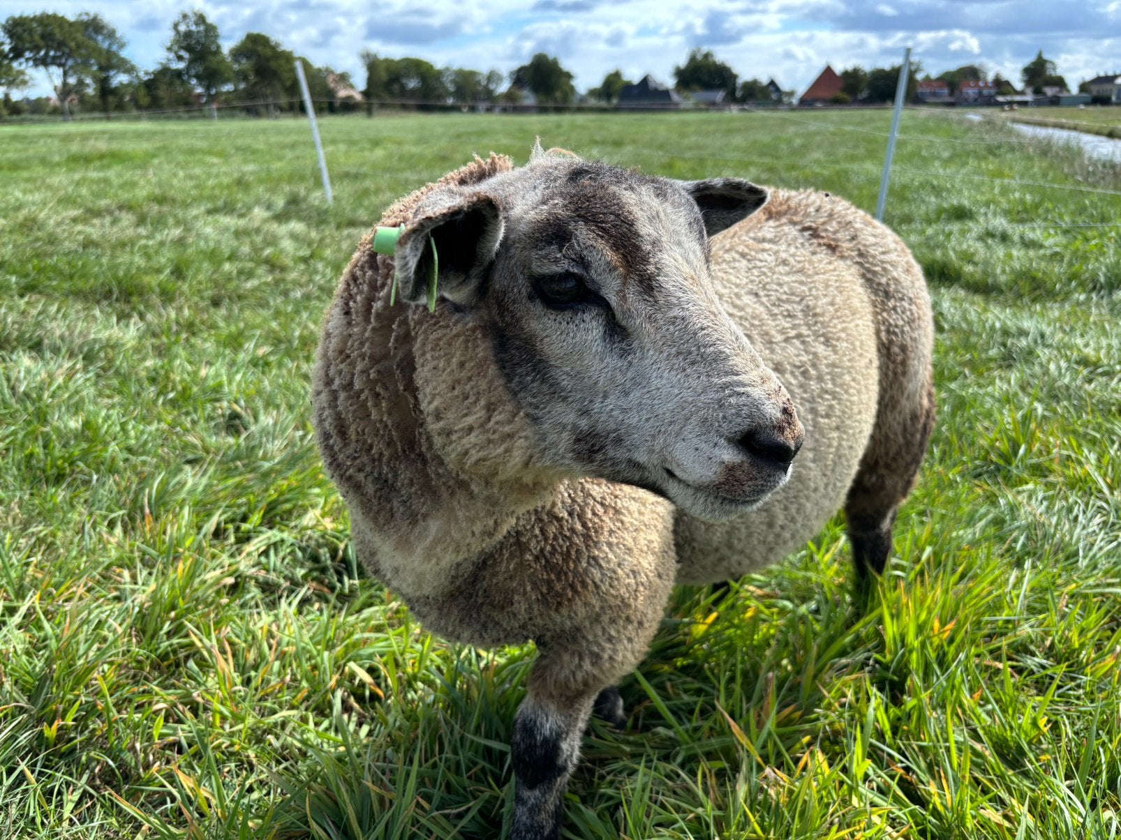 Prachtig en vooral lief ram lam, Dieren en Toebehoren, Mannelijk, Schaap