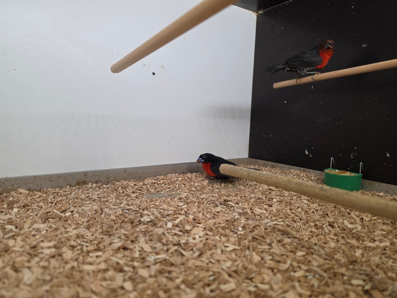 1-1 zaadkraaker €500,- 2025, Dieren en Toebehoren, Vogels | Overige Vogels, Meerdere dieren