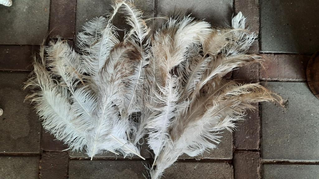Lot struisvogelveren (nuzzelspul), Antiek en Kunst, Curiosa en Brocante, Ophalen of Verzenden