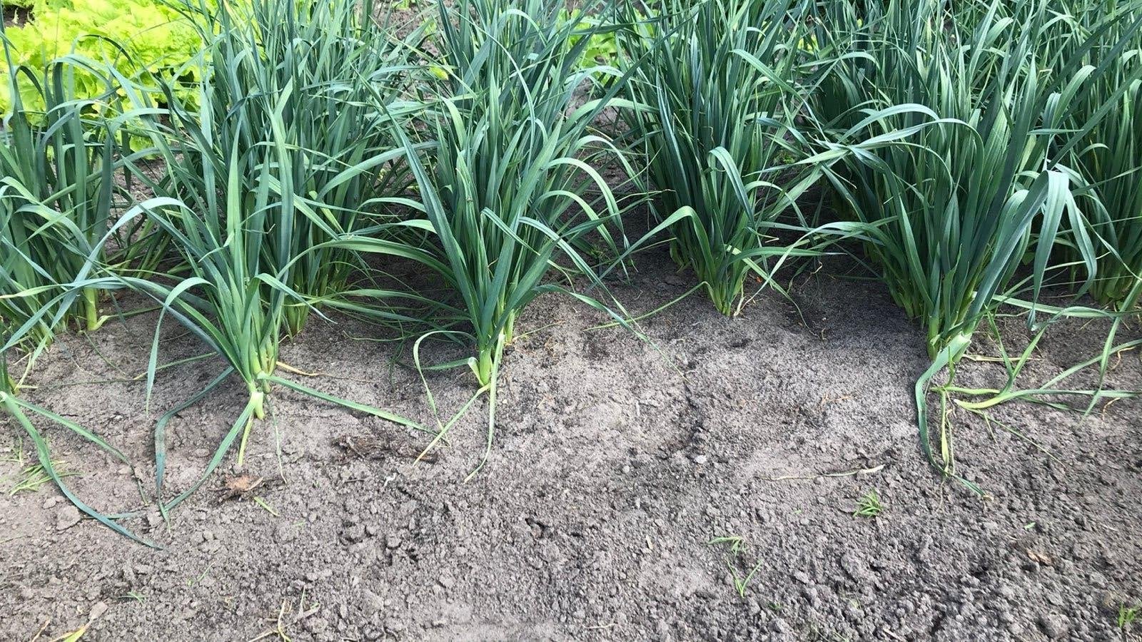Preiplanten, Ophalen, Herfst, Groenteplanten, Halfschaduw