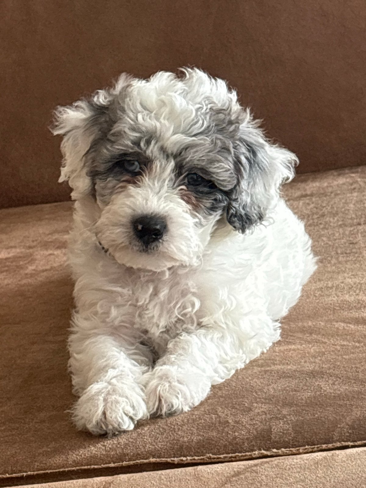 Maltipoo pup, Dieren en Toebehoren, Honden | Niet-rashonden, Reu, 8 tot 15 weken, CDV (hondenziekte), Eén hond
