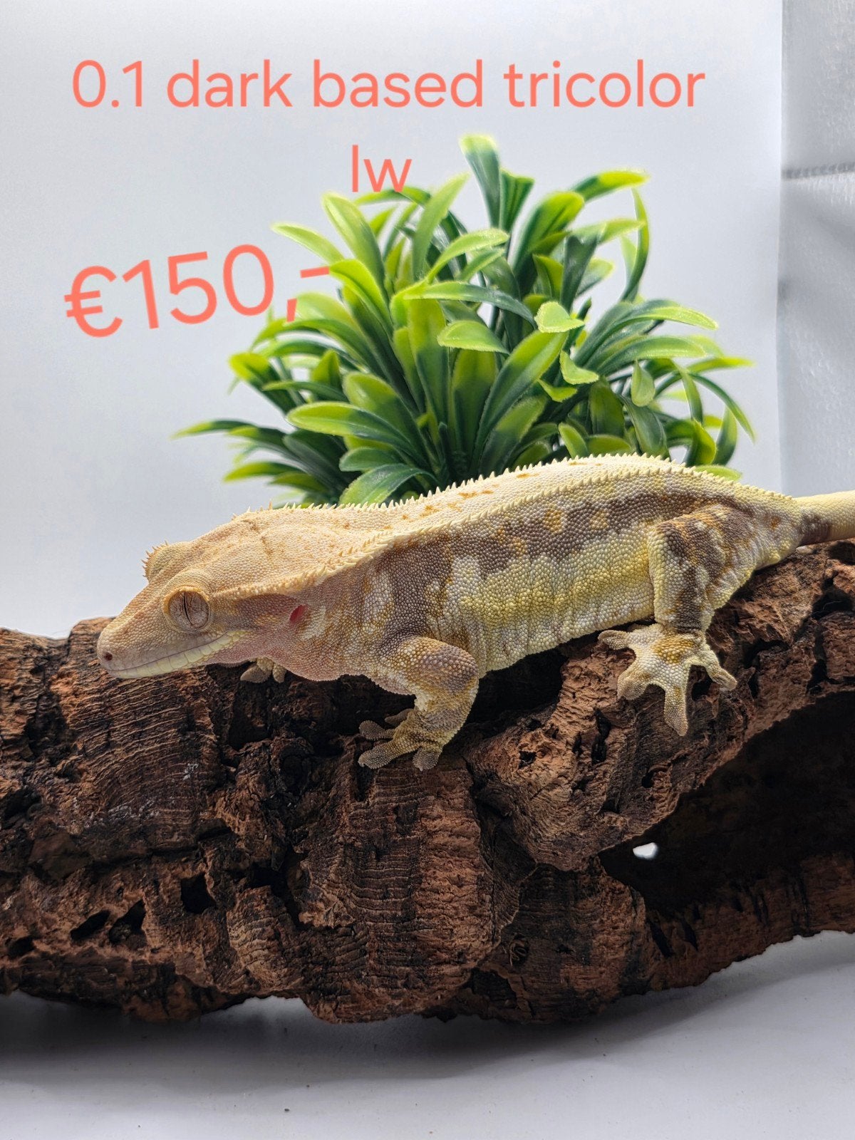 wimpergekko- crested gecko- Correlophus ciliatus Crested Gecko photo 6