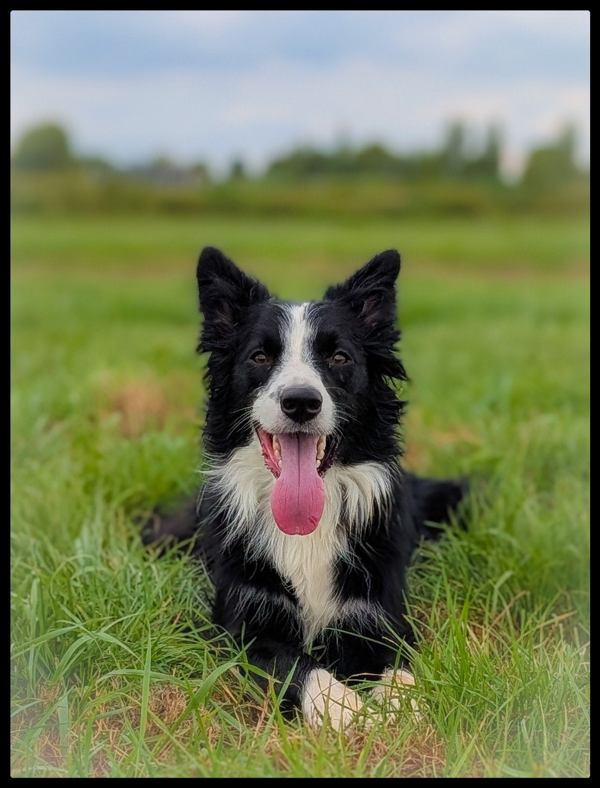 Prachtige border collie reu zoekt opnieuw een huisje!!, Parvo, Reu, Collie, Eén hond