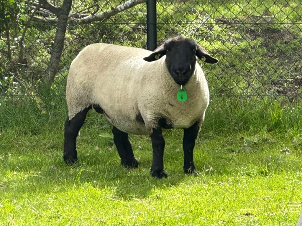 Mooie suffolk ooien stamboek, Dieren en Toebehoren, Schapen, Geiten en Varkens, Vrouwelijk, Schaap