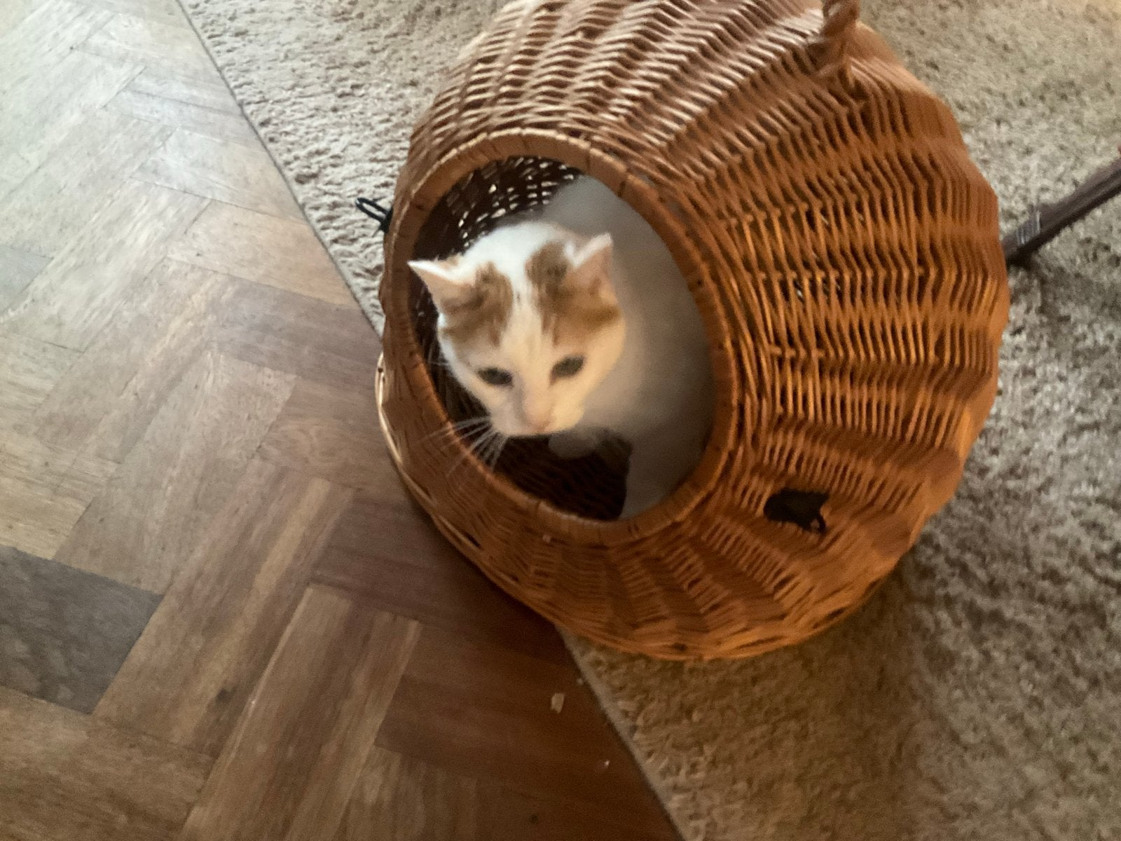 Kattenmand, Ophalen, Gebruikt, Riet