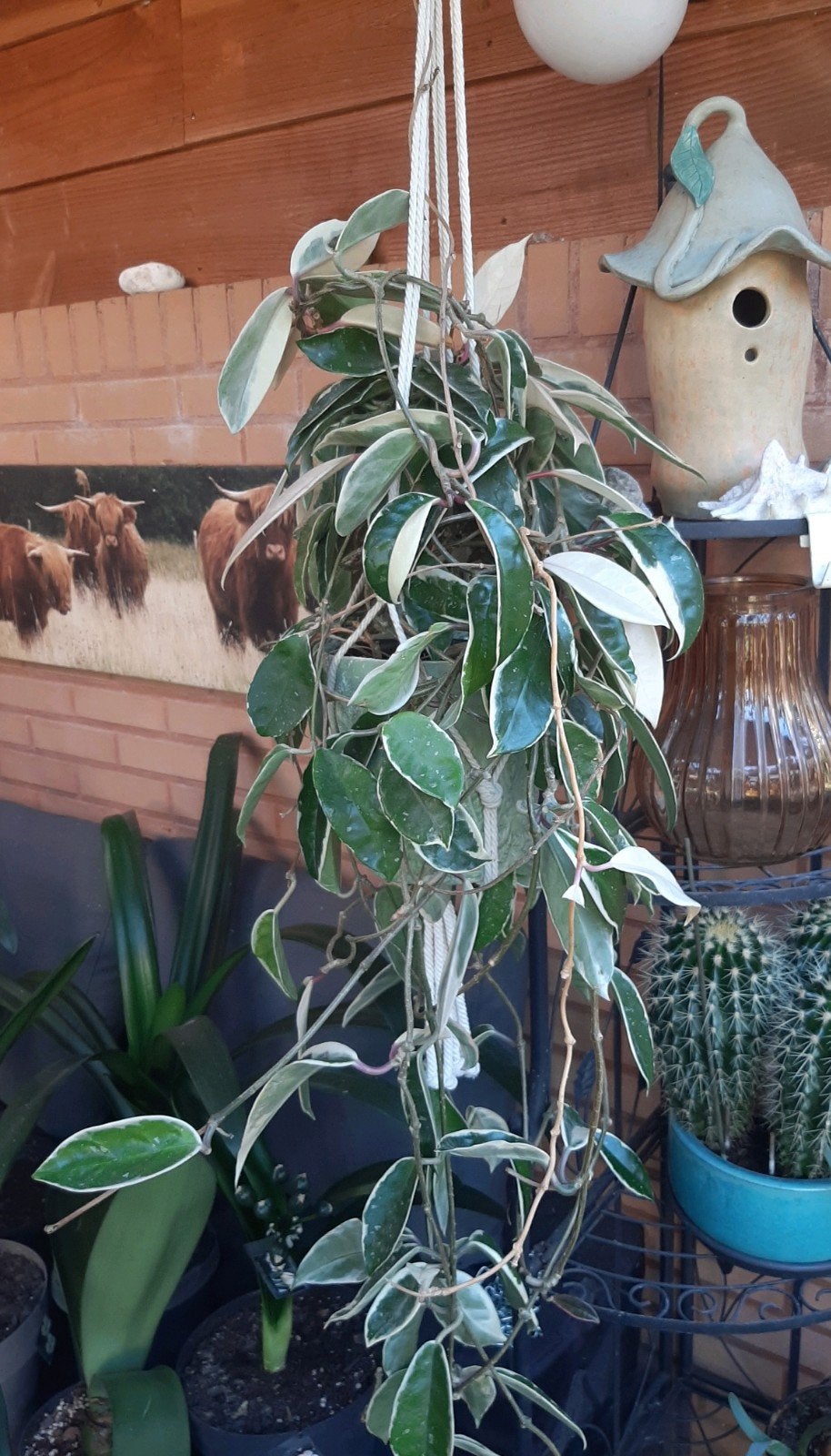 Hoya carnosa Crimson Queen plant in pot en touwhanger, Huis en Inrichting, Ophalen of Verzenden, In pot, Halfschaduw, Minder dan 100 cm