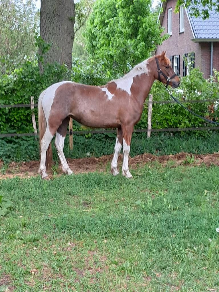 3 jarige d pony en tinker, Dieren en Toebehoren, Pony's, Merrie, B, D pony (1.37m tot 1.48m), Recreatiepony, 3 tot 6 jaar, Gechipt