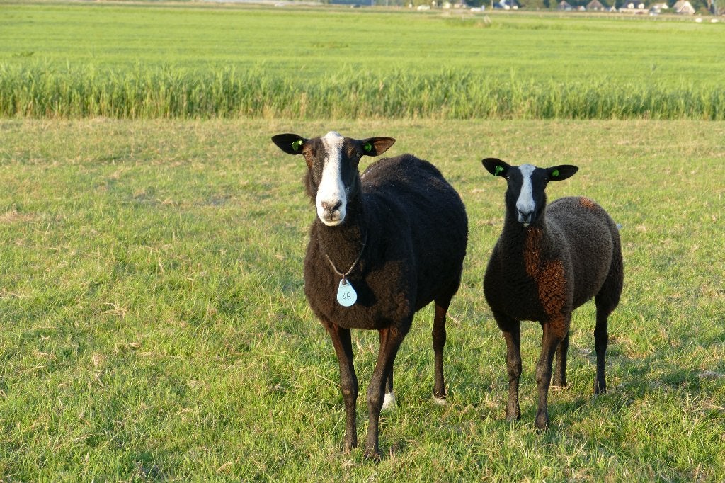 Te koop aangeboden Zwartbles Ooilammeren, Vrouwelijk, Schaap, 0 tot 2 jaar