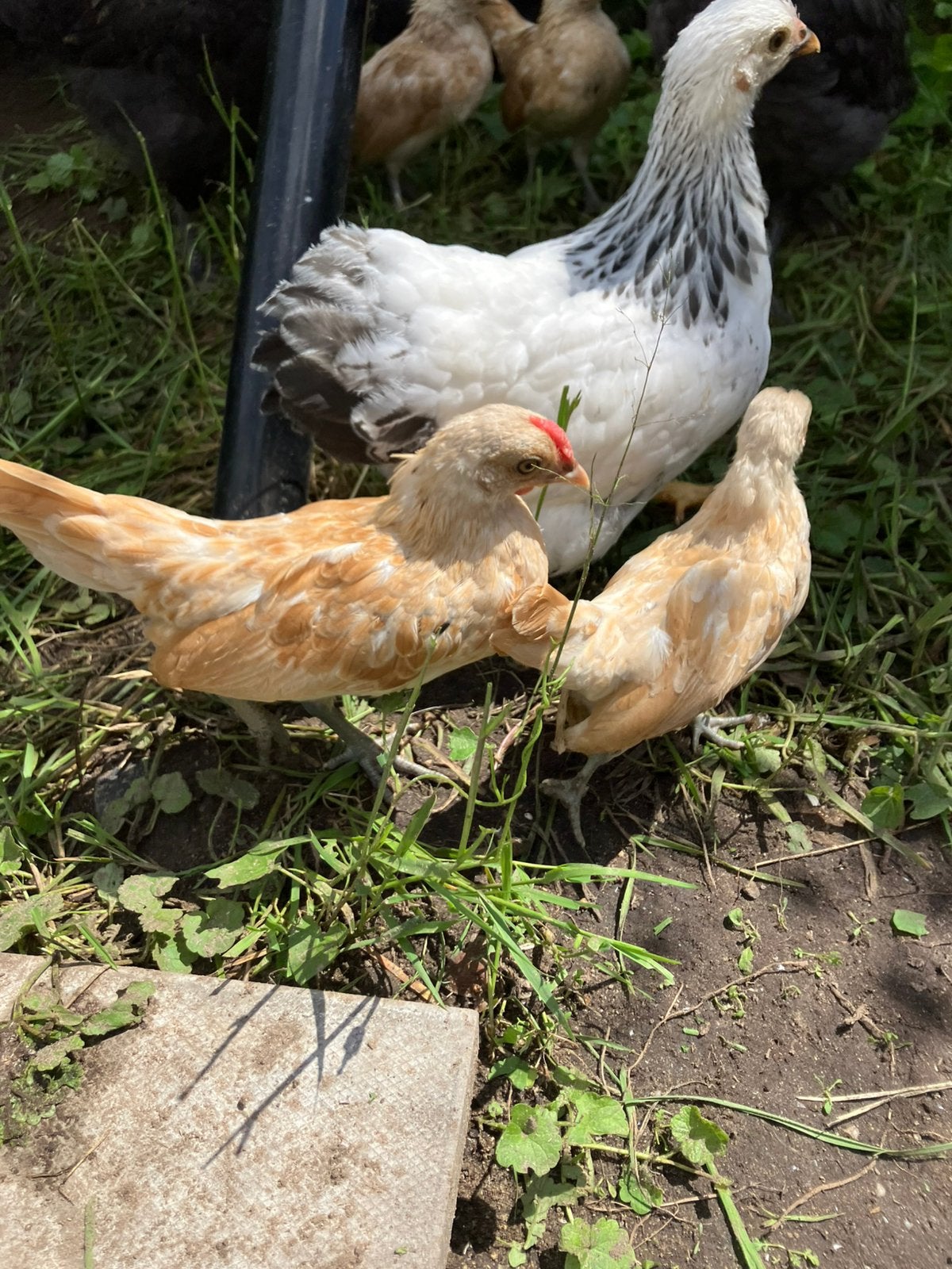 Sebright hanen 7 weken, Dieren en Toebehoren, Mannelijk, Kip