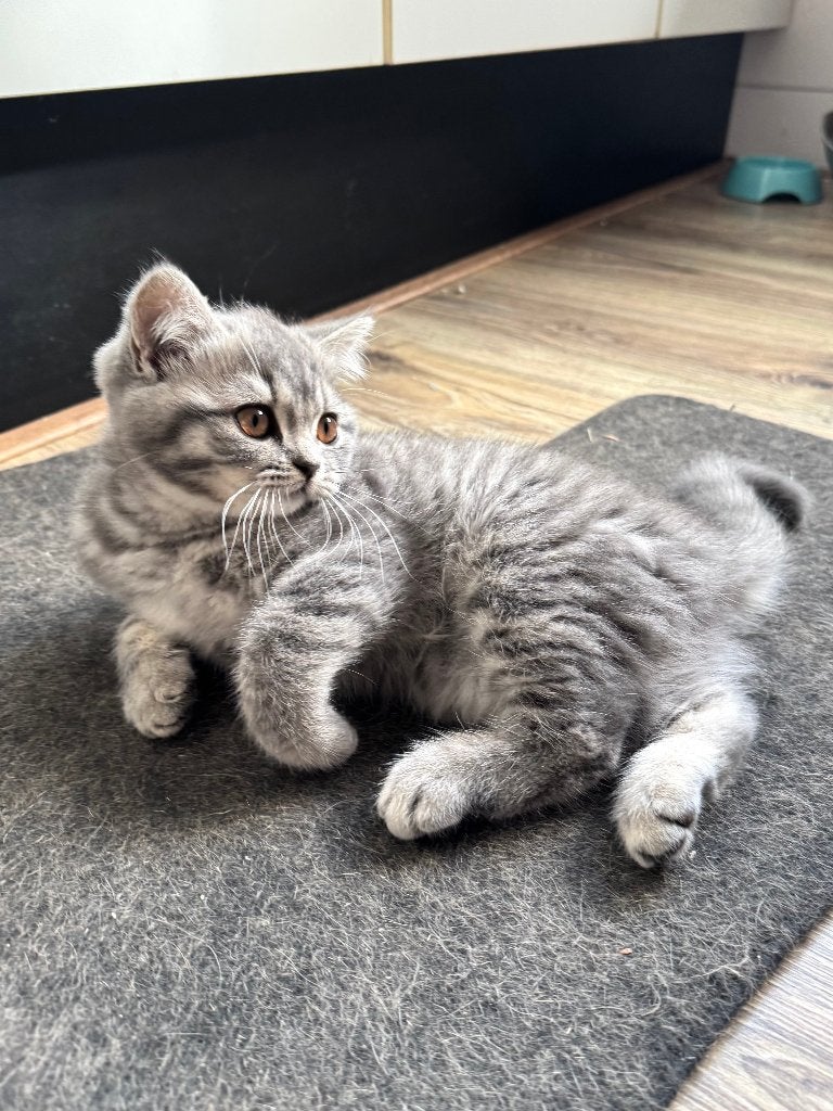 Britse korthaar poes, Poes, Ontwormd, 0 tot 2 jaar