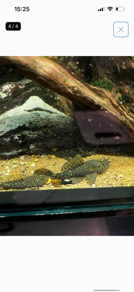 Algeneters gezocht, Dieren en Toebehoren, Vis