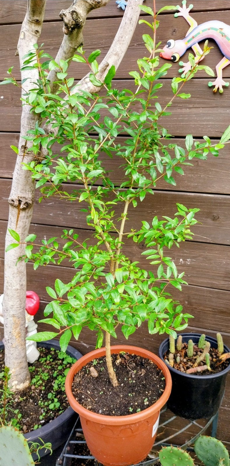 Granaatappelboom, Ophalen, Vaste plant, Fruitplanten, Volle zon