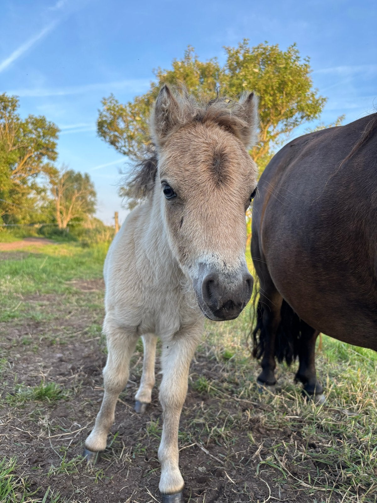 Shetlander  merrie veulen te koop., Merrie