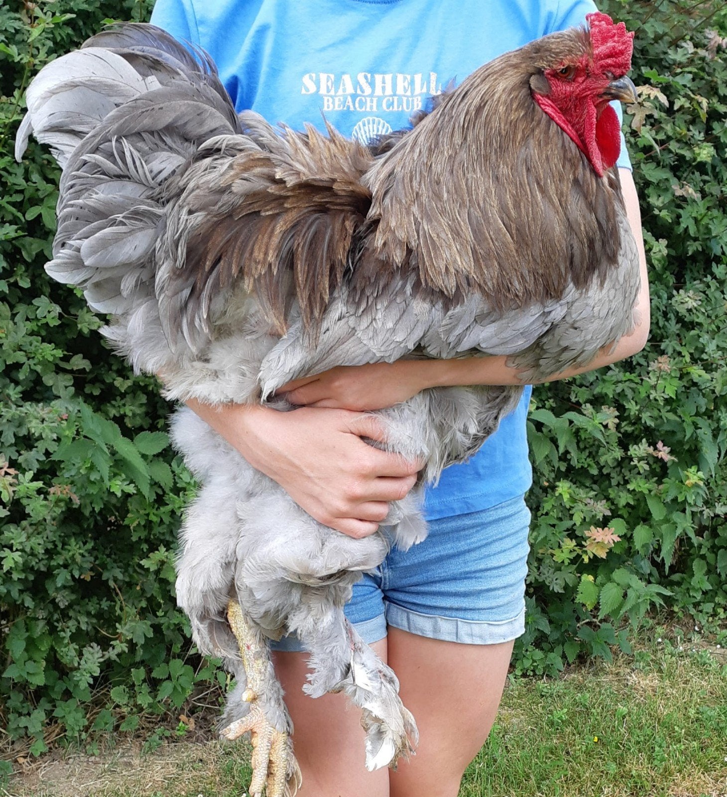 Tamme Brahma haan, Dieren en Toebehoren, Pluimvee, Mannelijk, Kip