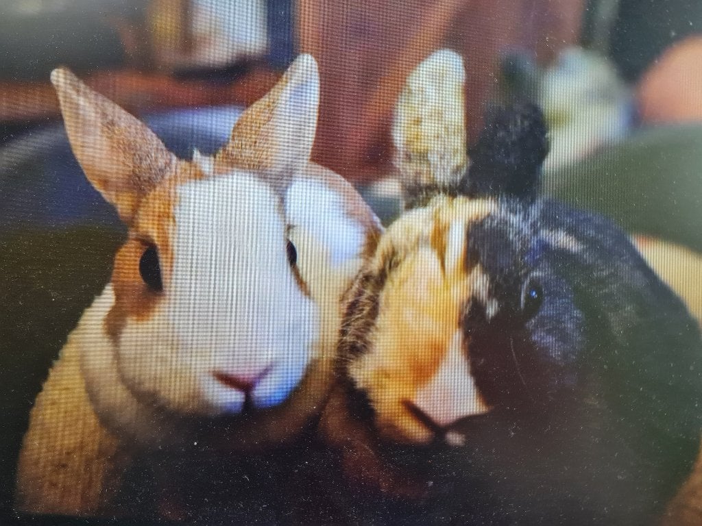 2 lieve (binnen) mini lob konijntjes, Meerdere dieren, Dwerg