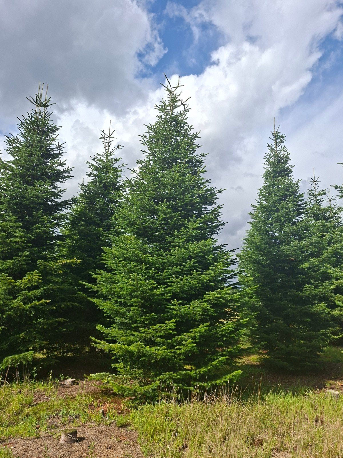 Nordmann kerstbomen te koop 5 - 8 meter