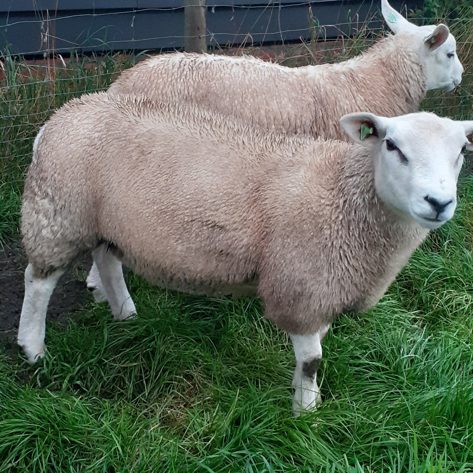 dekrammen schapen zwoegervrij gecertificeerd, Dieren en Toebehoren, Mannelijk, Schaap