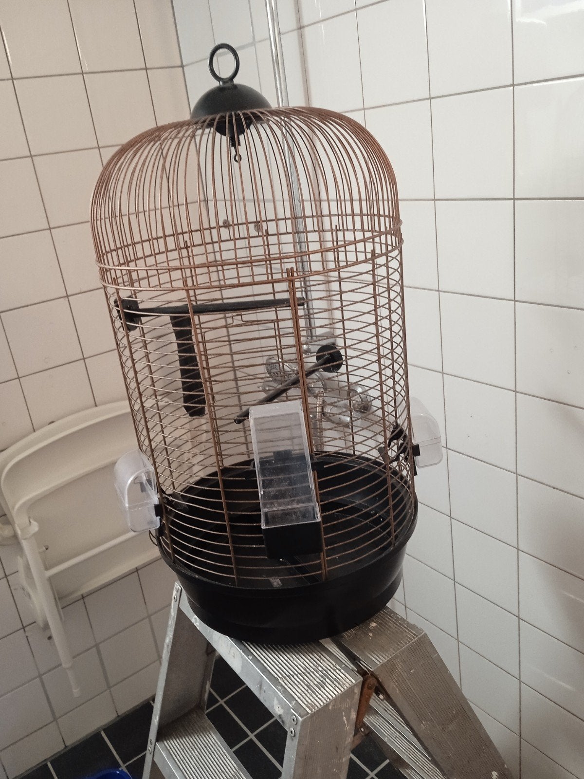 Vogelkooi, Dieren en Toebehoren, Vogels | Hokken en Kooien, Ophalen, Zo goed als nieuw, Metaal, Vogelkooi