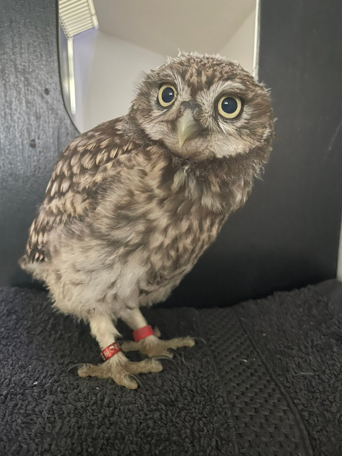 Jonge steenuilen, Meerdere dieren, Roofvogel, Geringd