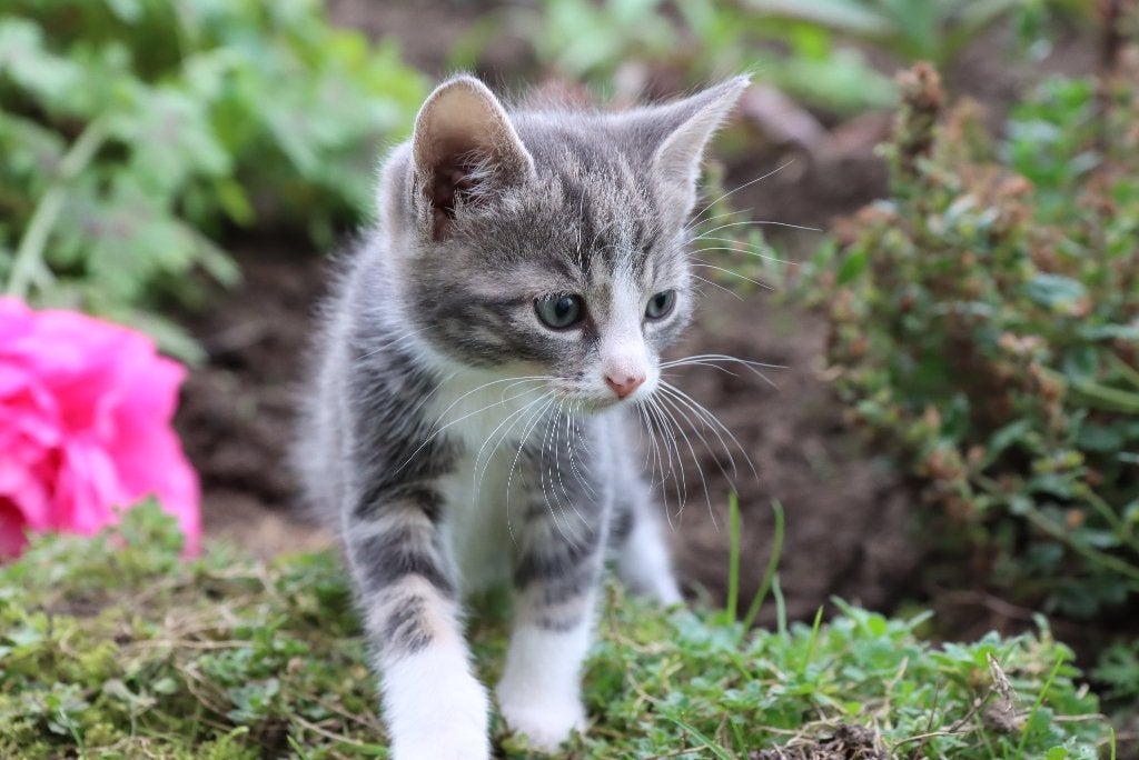 Schattige boerderijkittens te koop, Meerdere dieren, Kortharig, 0 tot 2 jaar