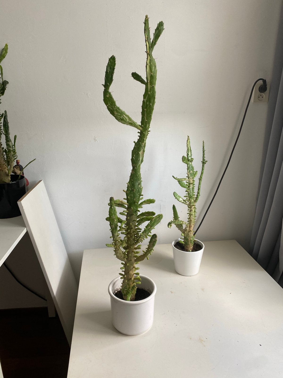 Twee cactussen, 90 cm en 65 cm hoog, in pot, Ophalen, Minder dan 100 cm, In pot, Cactus