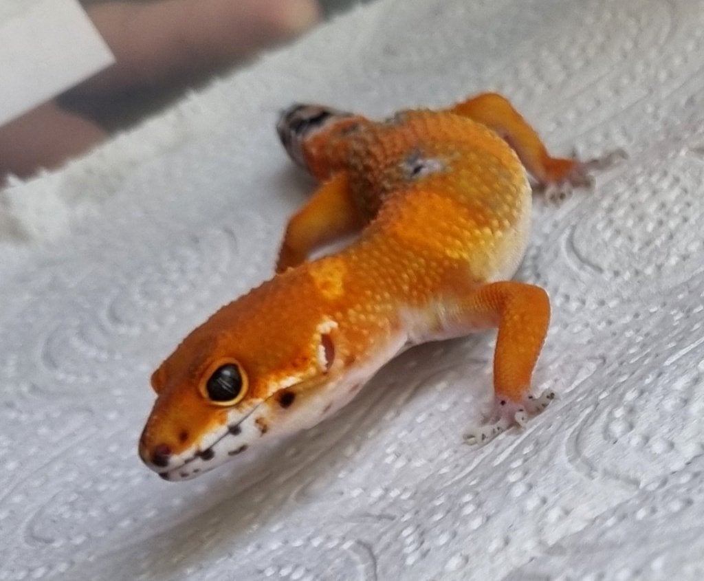 1.0 purple head x mandarin tremper luipaardgekko