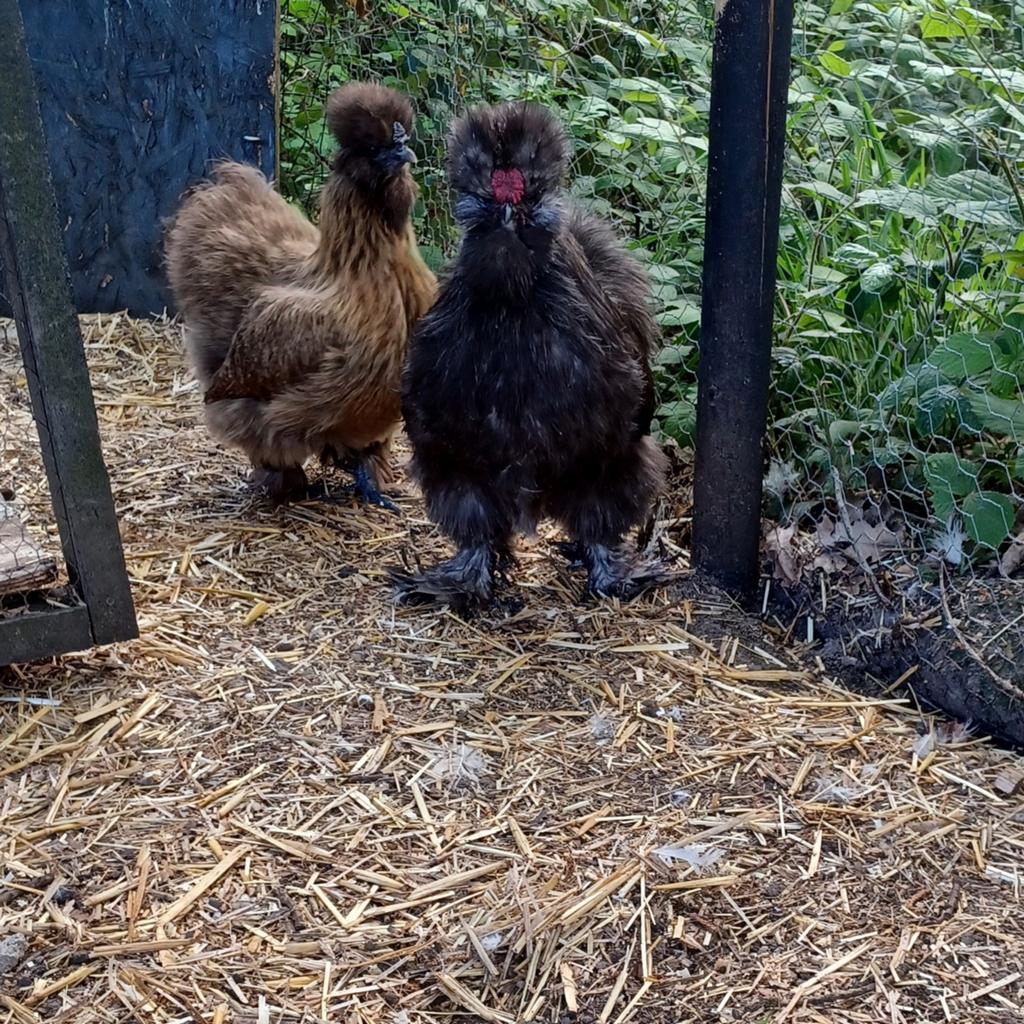 Zijdehoen koppel, Dieren en Toebehoren, Pluimvee, Meerdere dieren, Kip