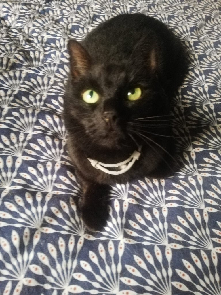 Permanente gastouder bejaarde Noushka voor de oude dag, Poes, Kortharig, 6 jaar of ouder