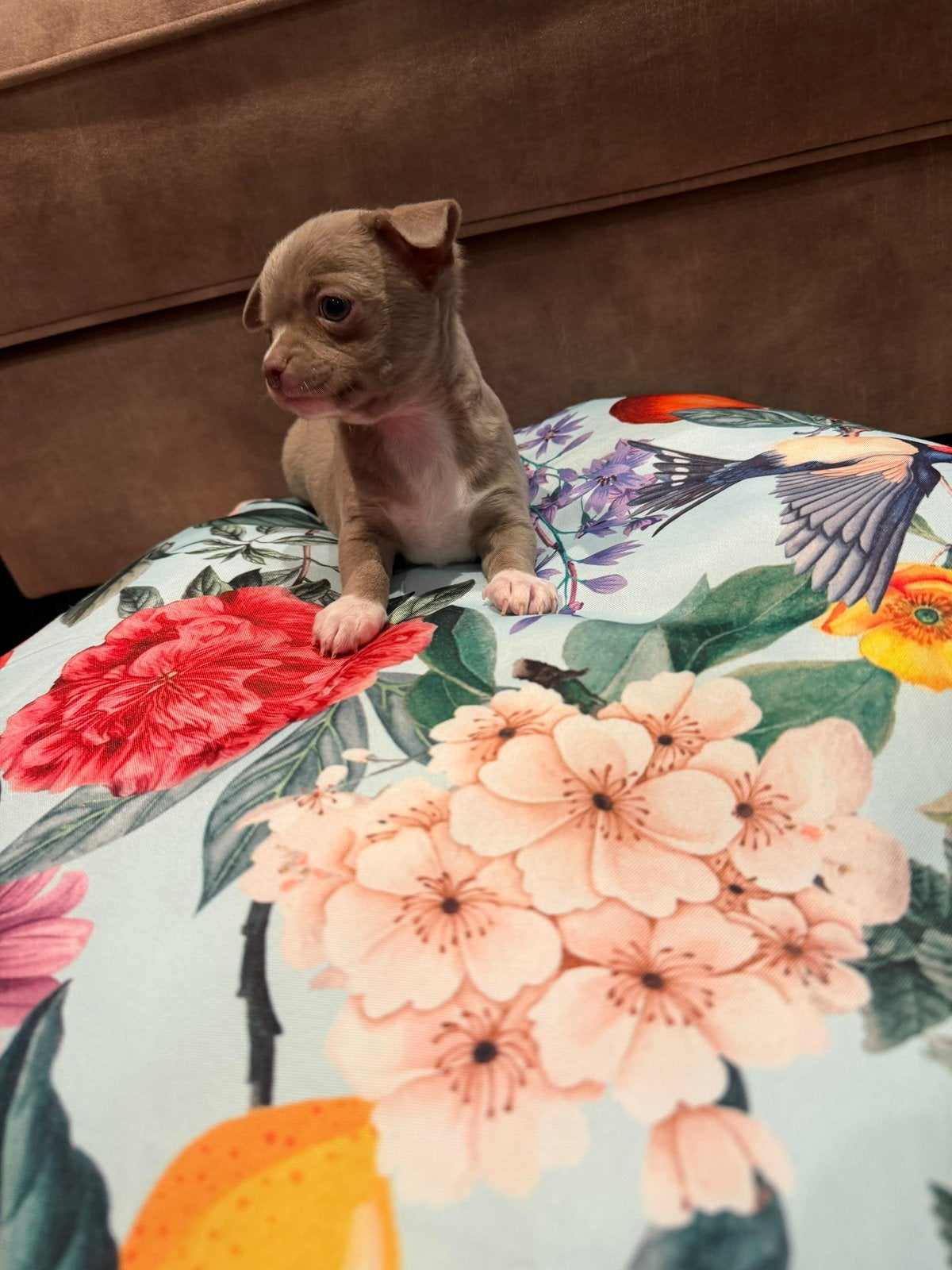 Chihuahua puppys, Dieren en Toebehoren, Parvo, 8 tot 15 weken, Meerdere, Meerdere dieren