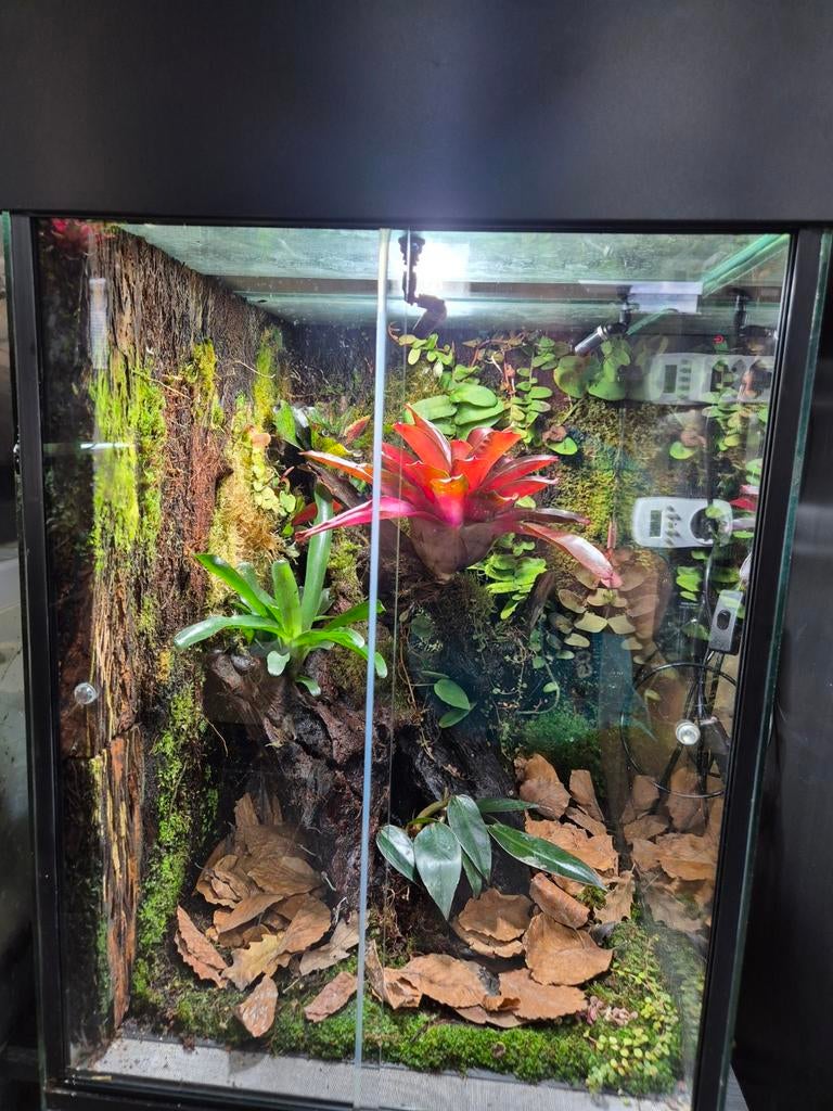 Paludarium dutch rana inc lichtkap, Slang, 0 tot 2 jaar