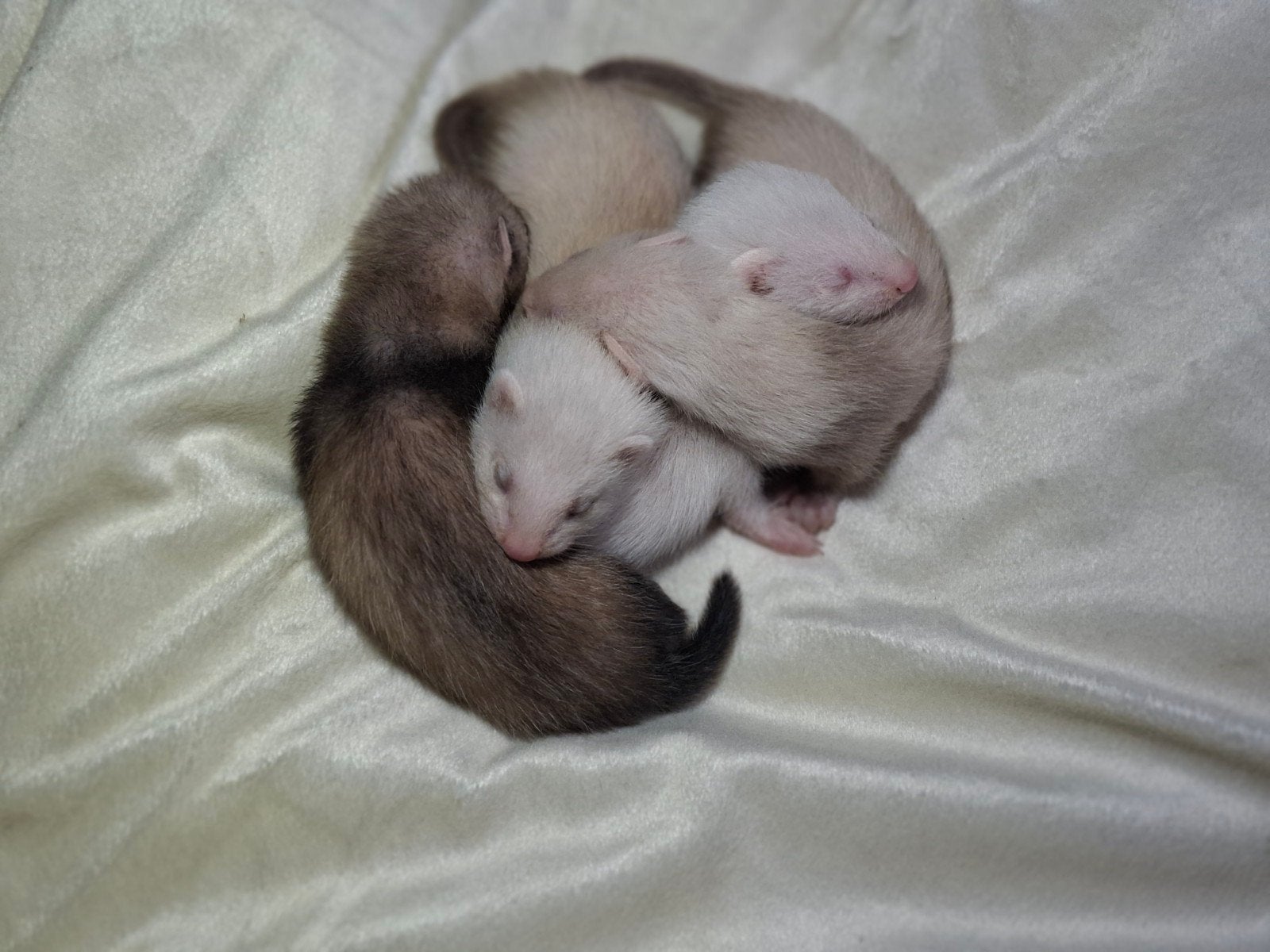 3 handtamme fretjes (2x sandy m/v en 1 wildkleur v), Dieren en Toebehoren, Overige Dieren, Juni, Meerdere dieren