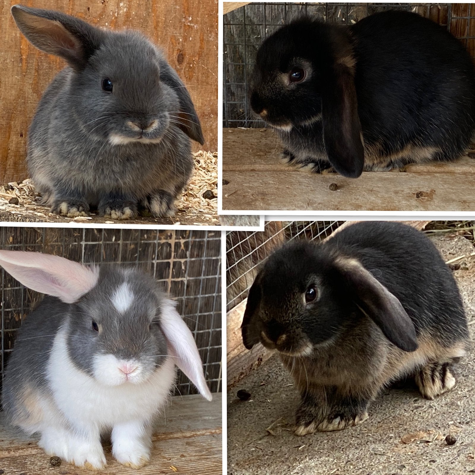 Dwerghangoor konijntjes te koop, Dieren en Toebehoren, Meerdere dieren, Dwerg
