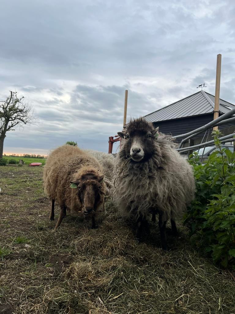 Ouessant schapen | ooien, Dieren en Toebehoren, Meerdere dieren, Schaap