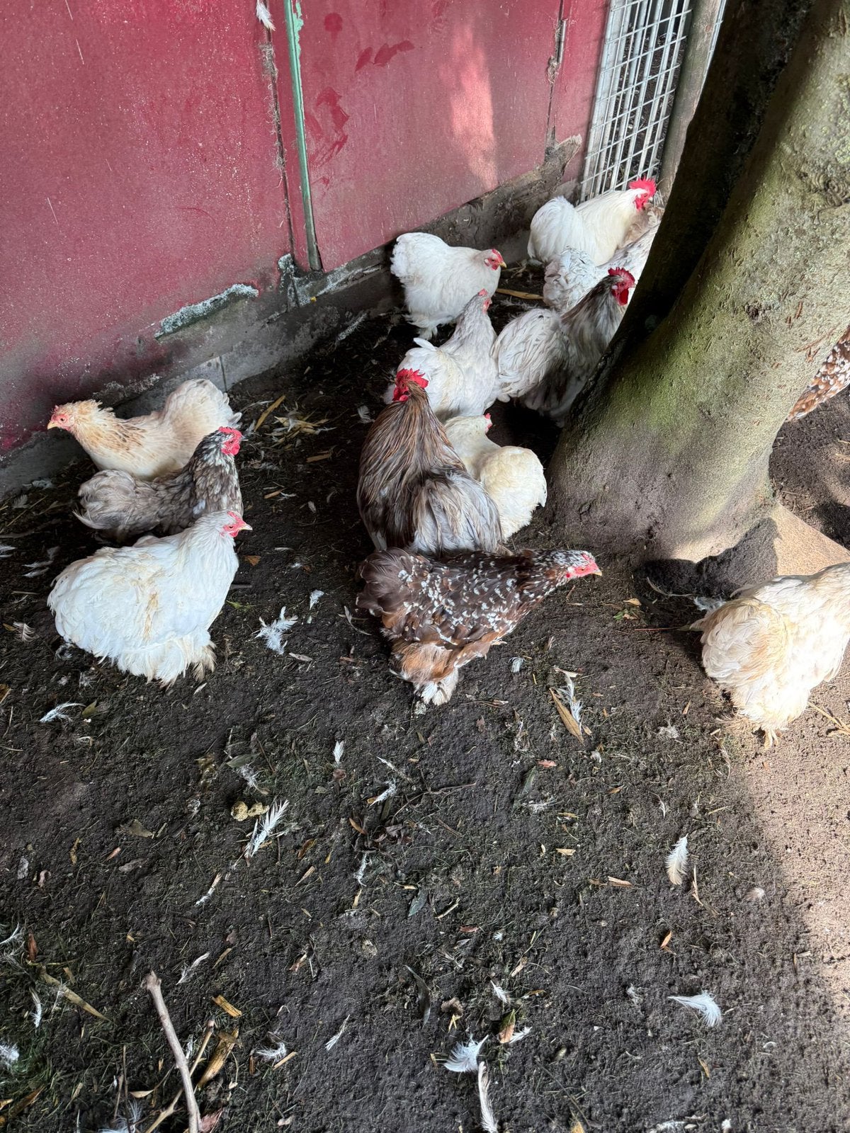 Cochin kriel setjes te koop, aan de leg!, Dieren en Toebehoren, Pluimvee, Vrouwelijk, Kip