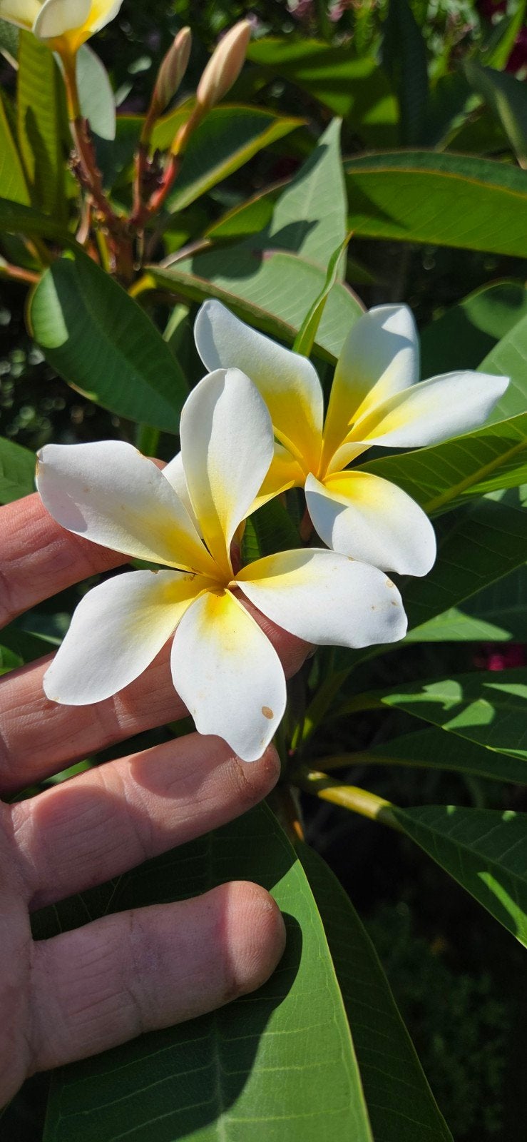 Plumeria frangipani 10 zaden mix Tempelboom Frangipani, Ophalen of Verzenden, Gehele jaar, Volle zon