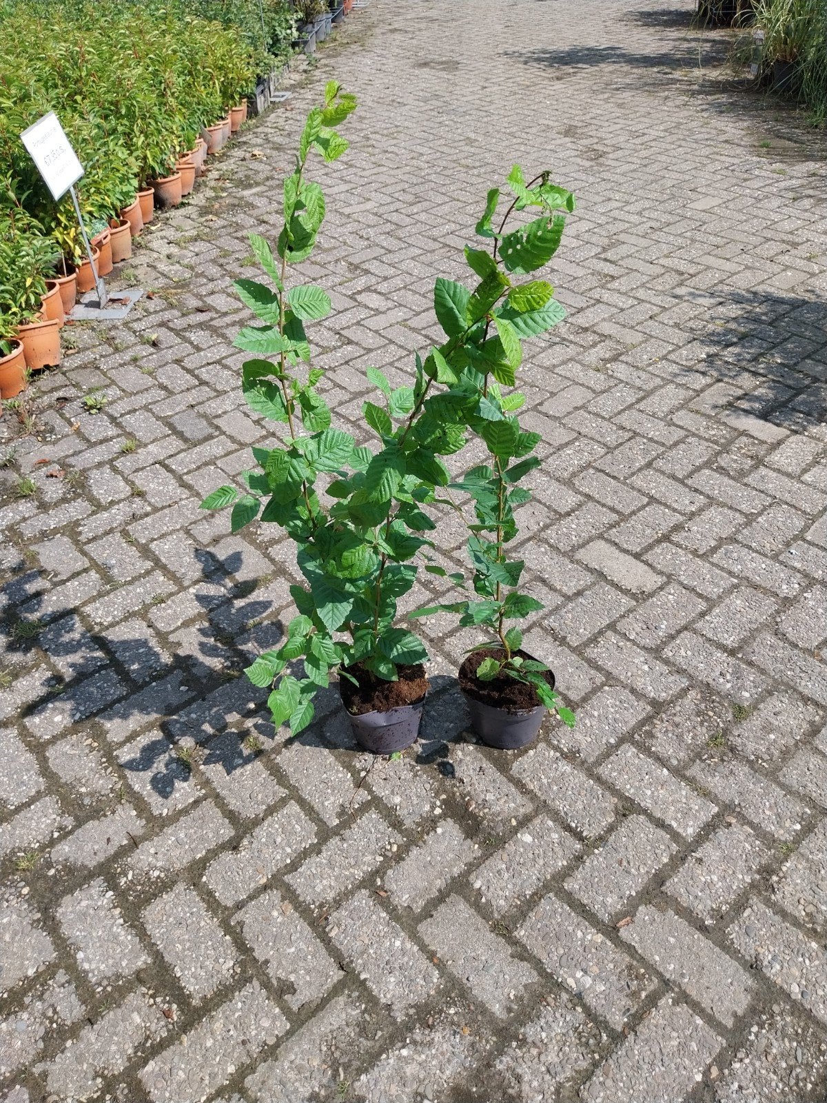 Haagbeuk (Carpinus betulus) 80 cm, Tuin en Terras, Ophalen, Haagbeuk, Haag, Minder dan 100 cm