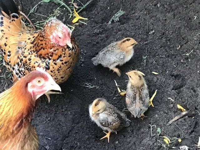 toompje  van 3 kippen en een haan, Meerdere dieren, Kip
