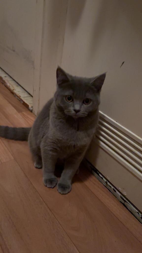 Kitten britse korthaar, Poes, Kortharig, 0 tot 2 jaar