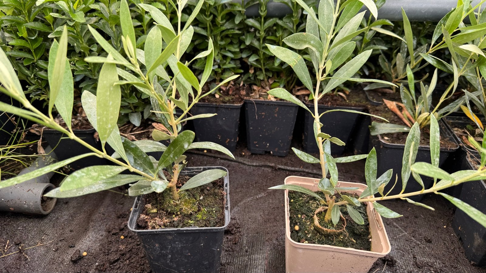 Olijf struiken 20/30 cm hoog in 9 cm pot, Ophalen