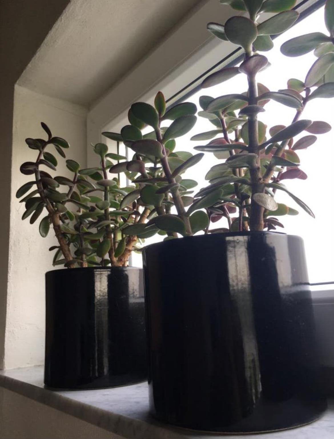 Luxe keramische bloempotten met Crassula Ovata planten, Rond, Binnen, Ophalen of Verzenden, Zo goed als nieuw