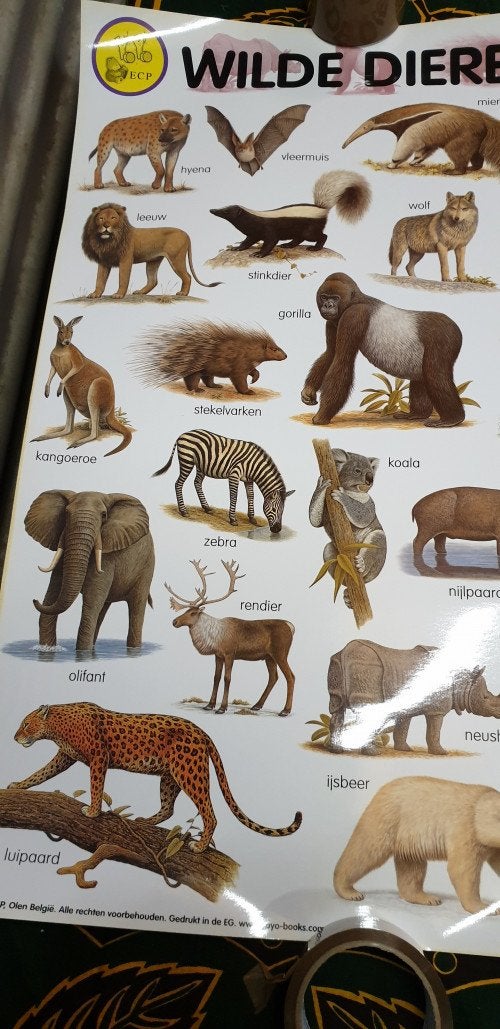 poster e-c-p wilde dieren, Ophalen of Verzenden, 'T Olde Gre-j, Info@toldegrej.nl, Endepoelstraat 20f Didam