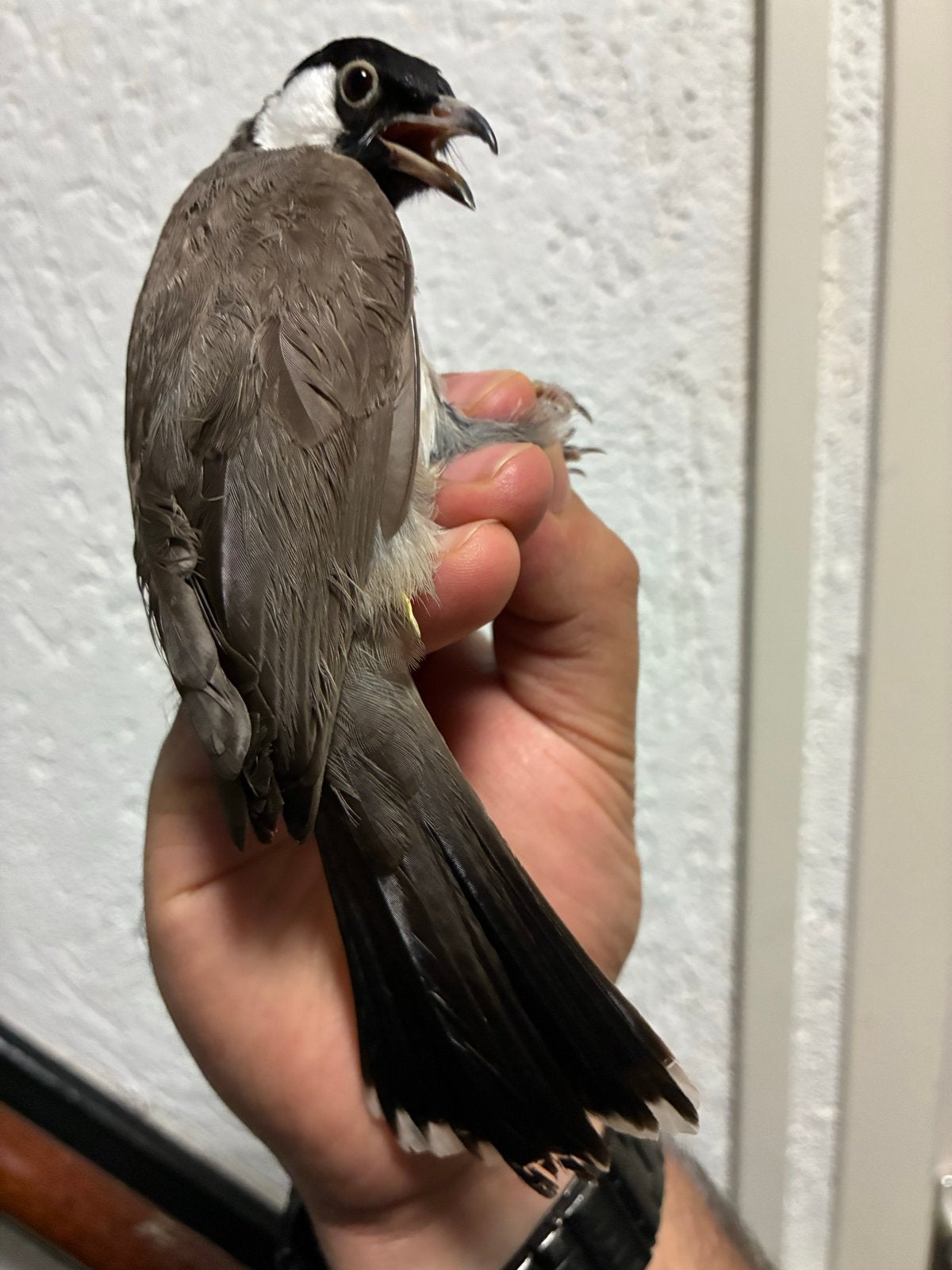 Witoorbuulbuul man, Mannelijk, Tropenvogel, Geringd