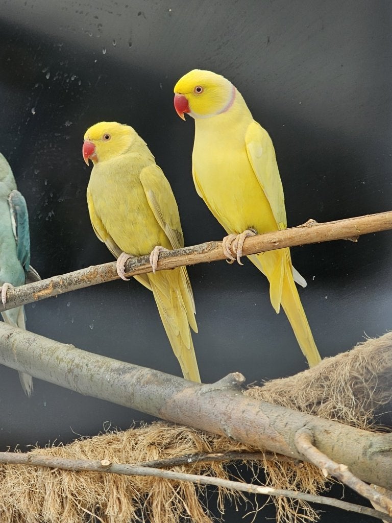 Koppel Halsbandparkieten | Lutino x Lacewing | 2020/2021, Meerdere dieren, Parkiet, Geringd