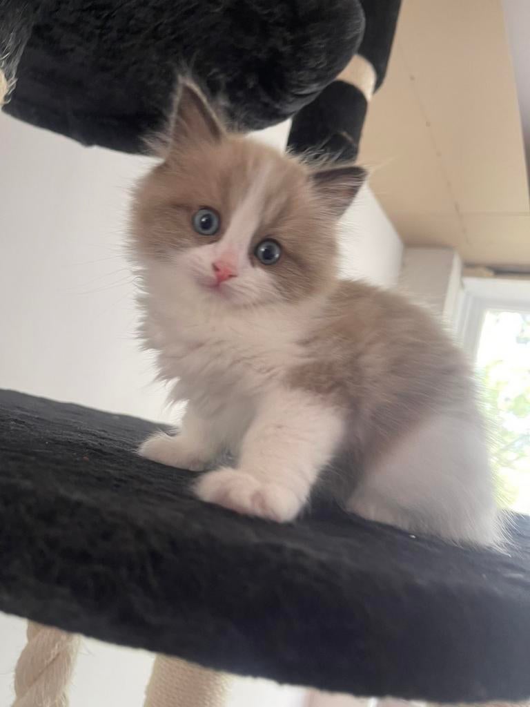 Ragdoll kittens opzoek naar nieuw huisje️❤️, Dieren en Toebehoren, Katten en Kittens | Raskatten | Langhaar, Meerdere dieren, Ontwormd
