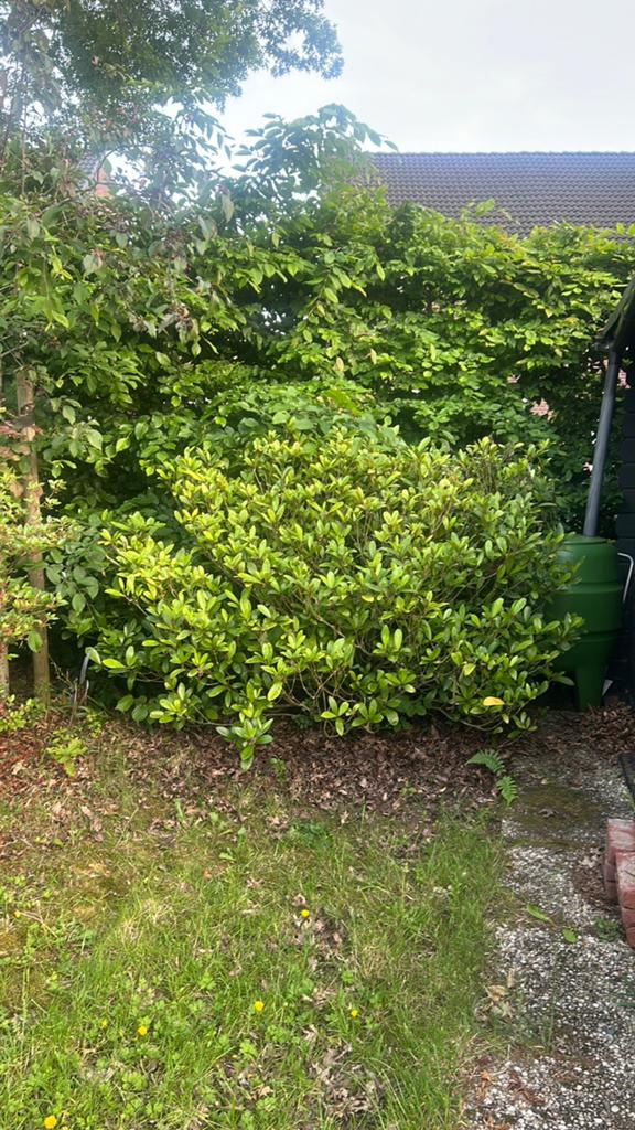 Tuinplanten Gratis af te halen/zelf uitgraven, Ophalen, Taxus