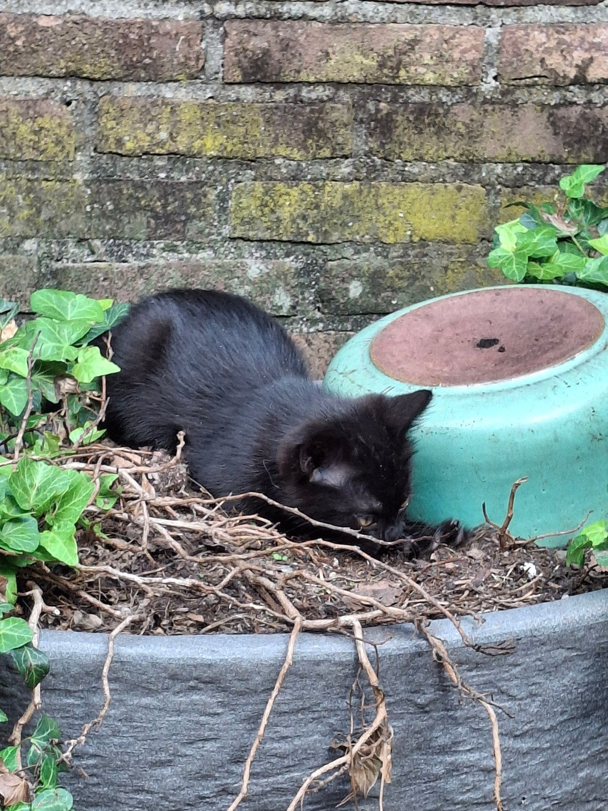 1 schattig jong poesje, kleur zwart, Dieren en Toebehoren, Katten en Kittens | Overige Katten