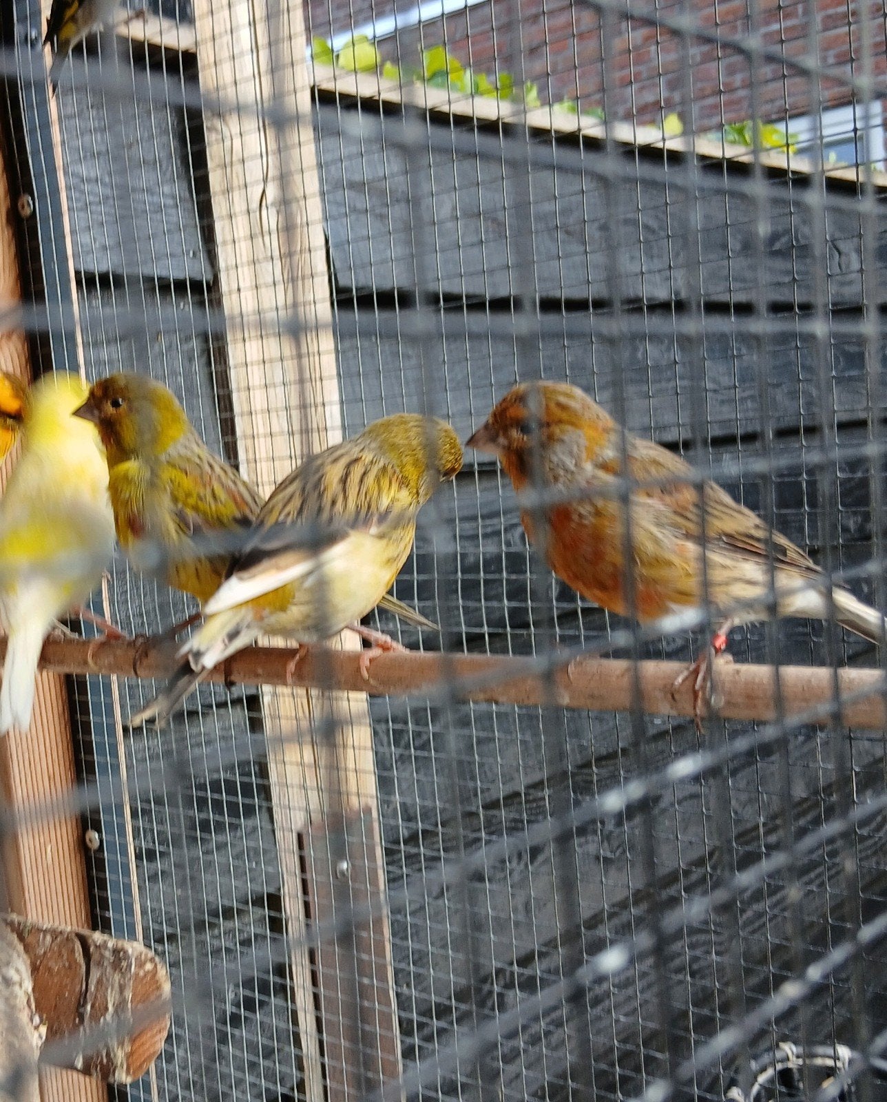 15 kanaries, Dieren en Toebehoren, Vogels | Kanaries, Meerdere dieren, Kleurkanarie