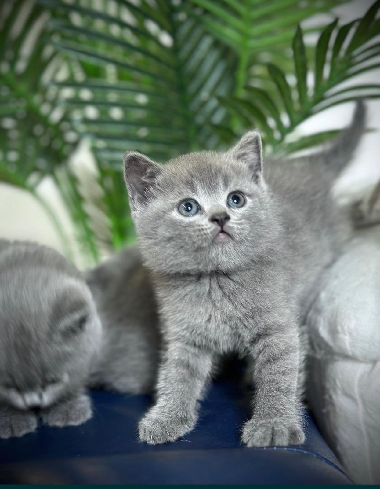 Briste kittens, Meerdere dieren, Ontwormd, 0 tot 2 jaar
