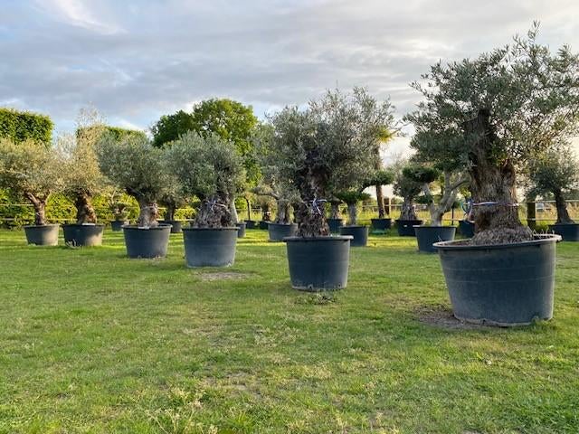 Nu grote keuze oude olijfbomen olea europaea, 100 tot 250 cm, Olijfboom, Zomer, Ophalen