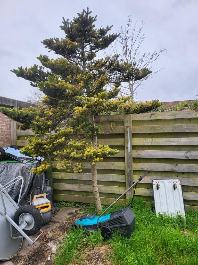Koreaanse Zilverspar - Abies Koreana (ca. 3 meter), Bloeit niet, Overige soorten, 250 tot 400 cm, Ophalen
